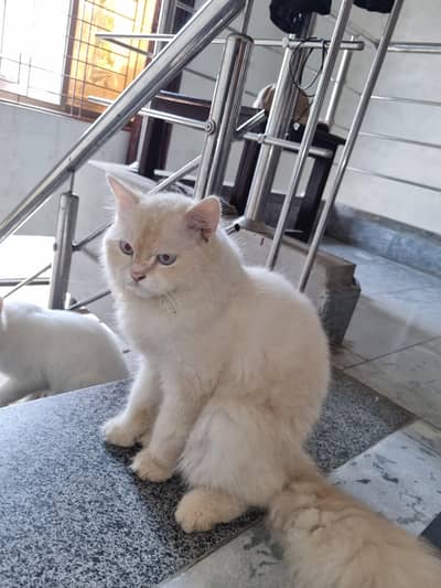 persian male cat