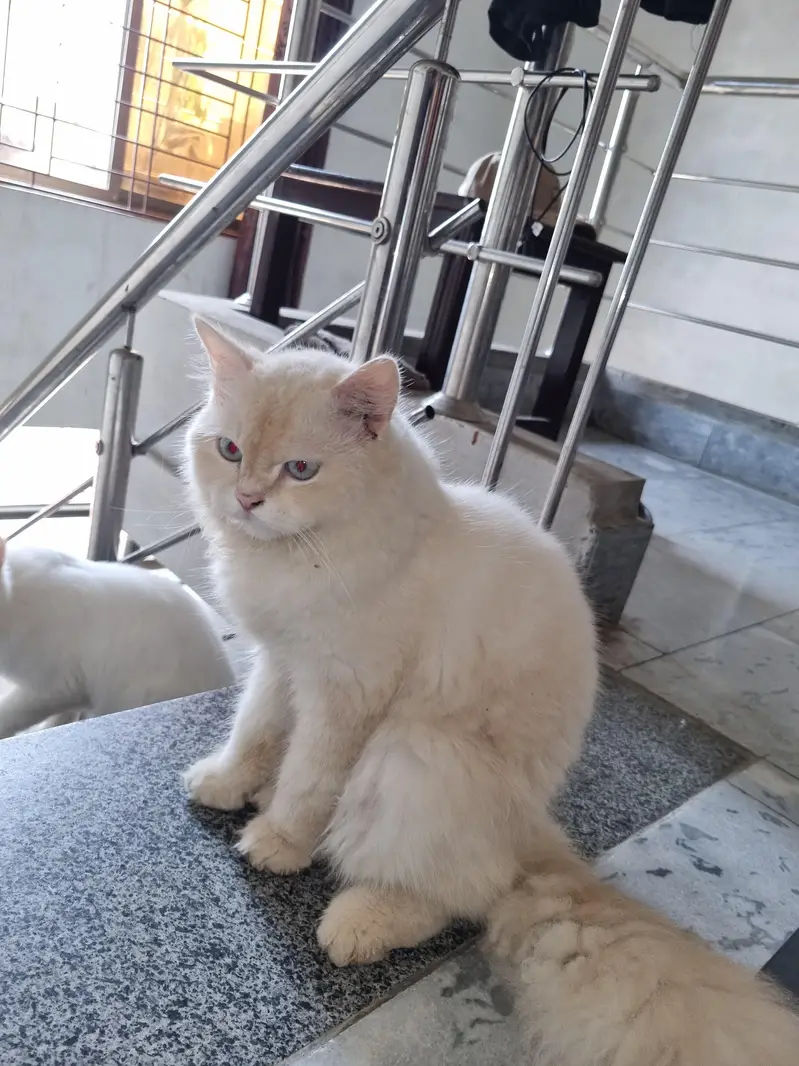 persian male cat