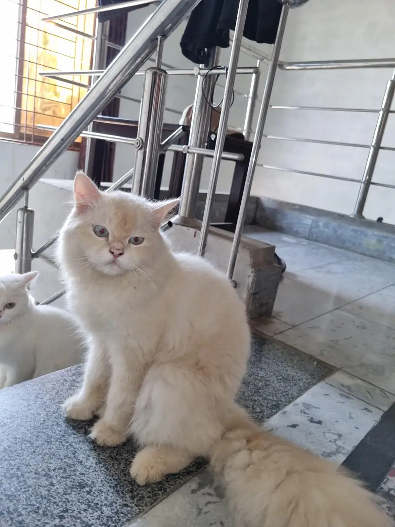persian male cat — photo 2