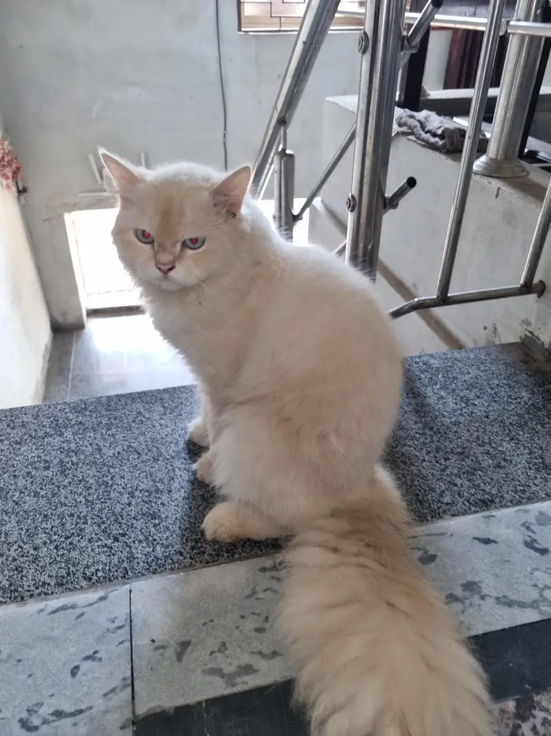persian male cat — photo 3