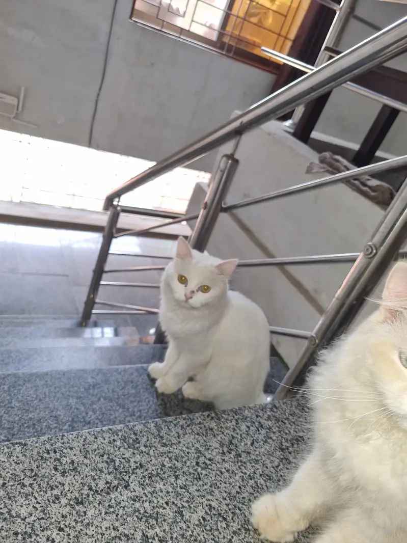 persian male cat — photo 4