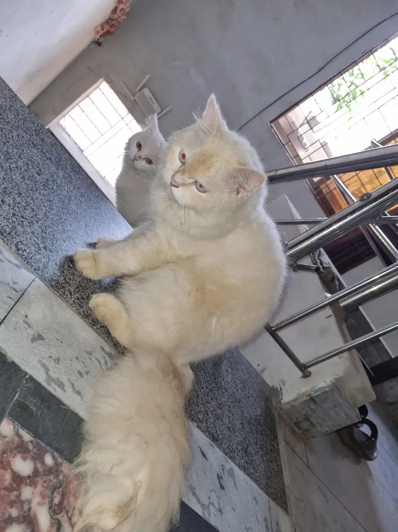 persian male cat — photo 5