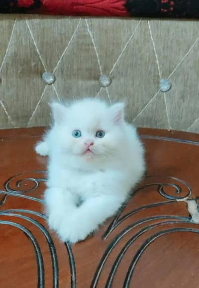 Persian female kitten for sale