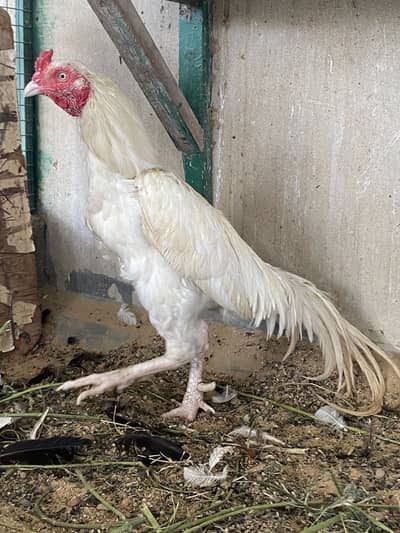 High quality zero size heera