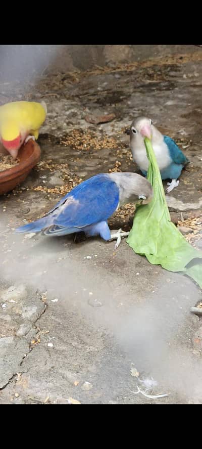 SHARY BIRDS &PETS