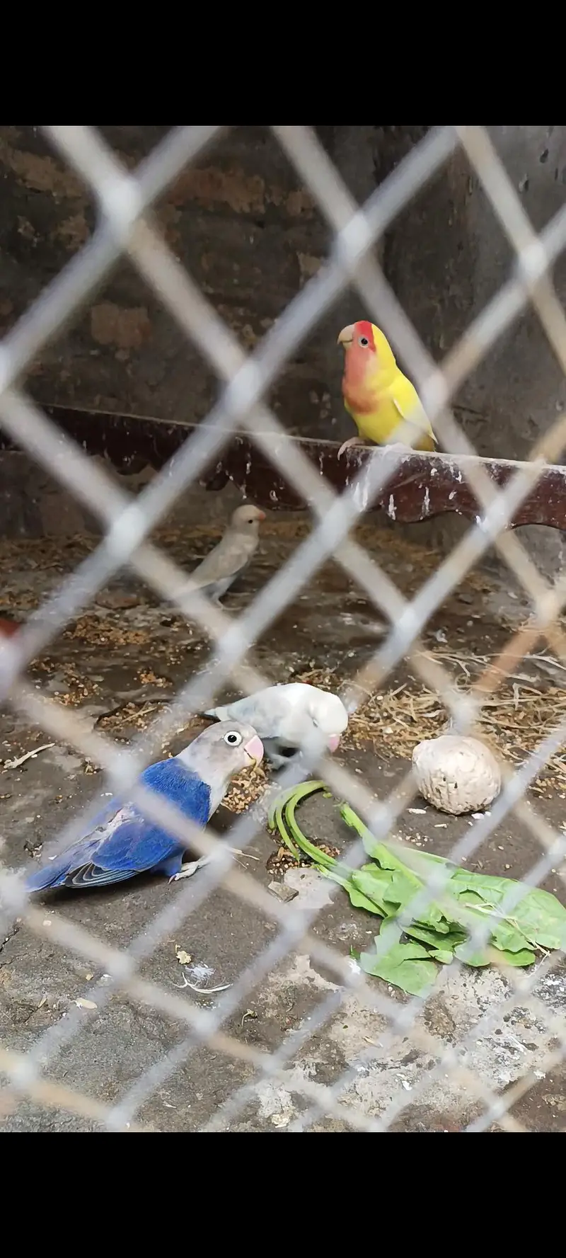 SHARY BIRDS &PETS — photo 2