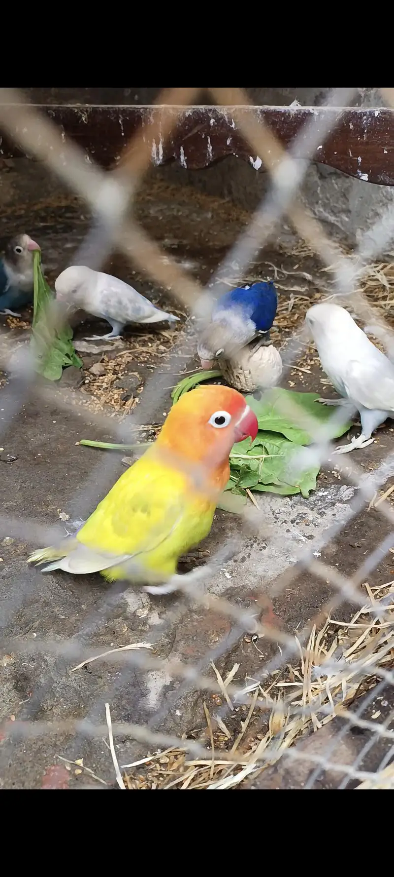 SHARY BIRDS &PETS — photo 3