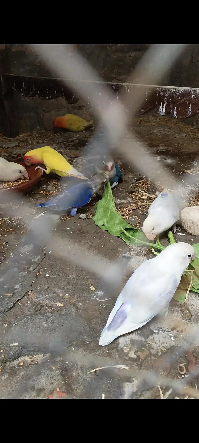 SHARY BIRDS &PETS — photo 4