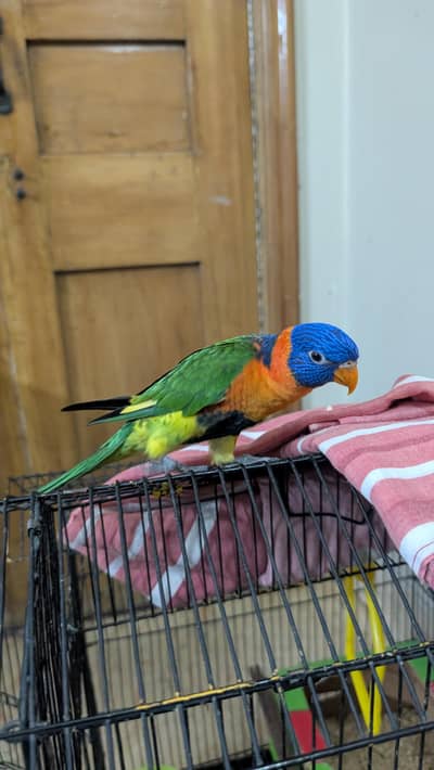 Hand tamed lorry parrot.