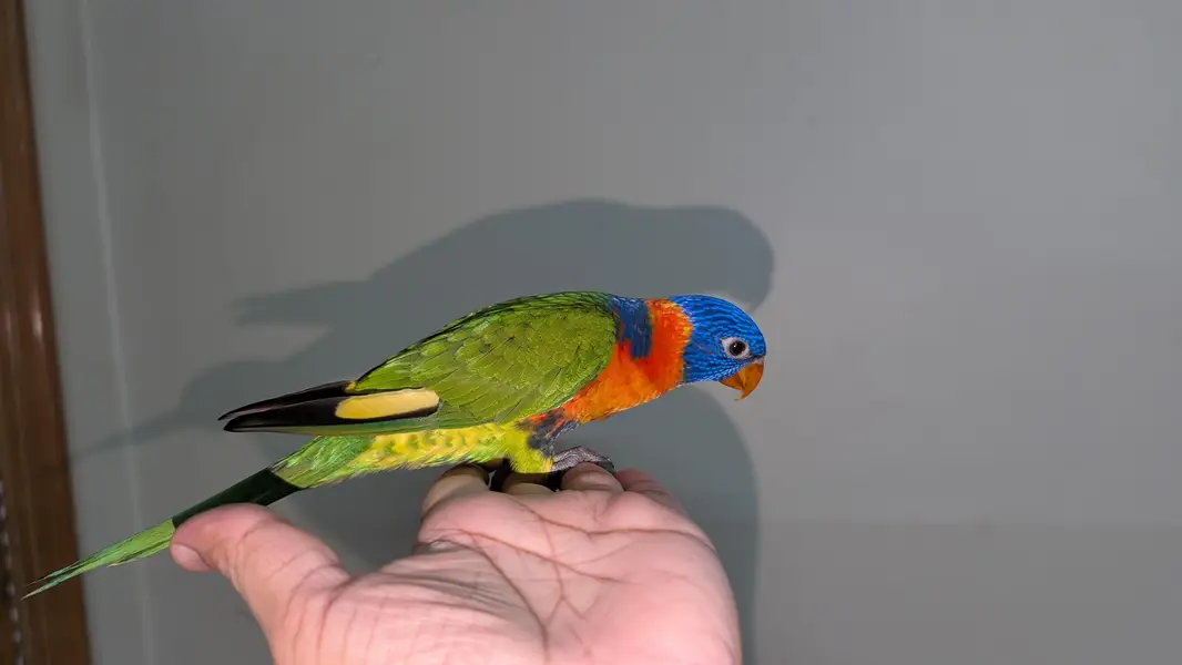 Hand tamed lorry parrot. — photo 2