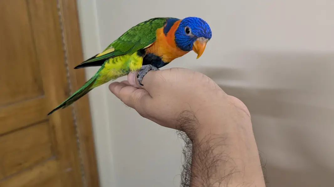Hand tamed lorry parrot. — photo 3