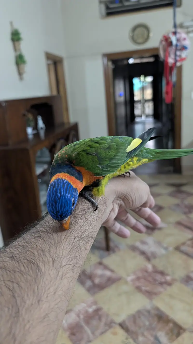 Hand tamed lorry parrot. — photo 4