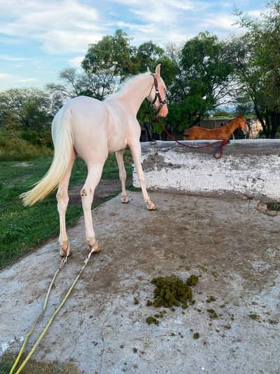 Wacheri female pregnant / horse / gban ghori / nukri ghori