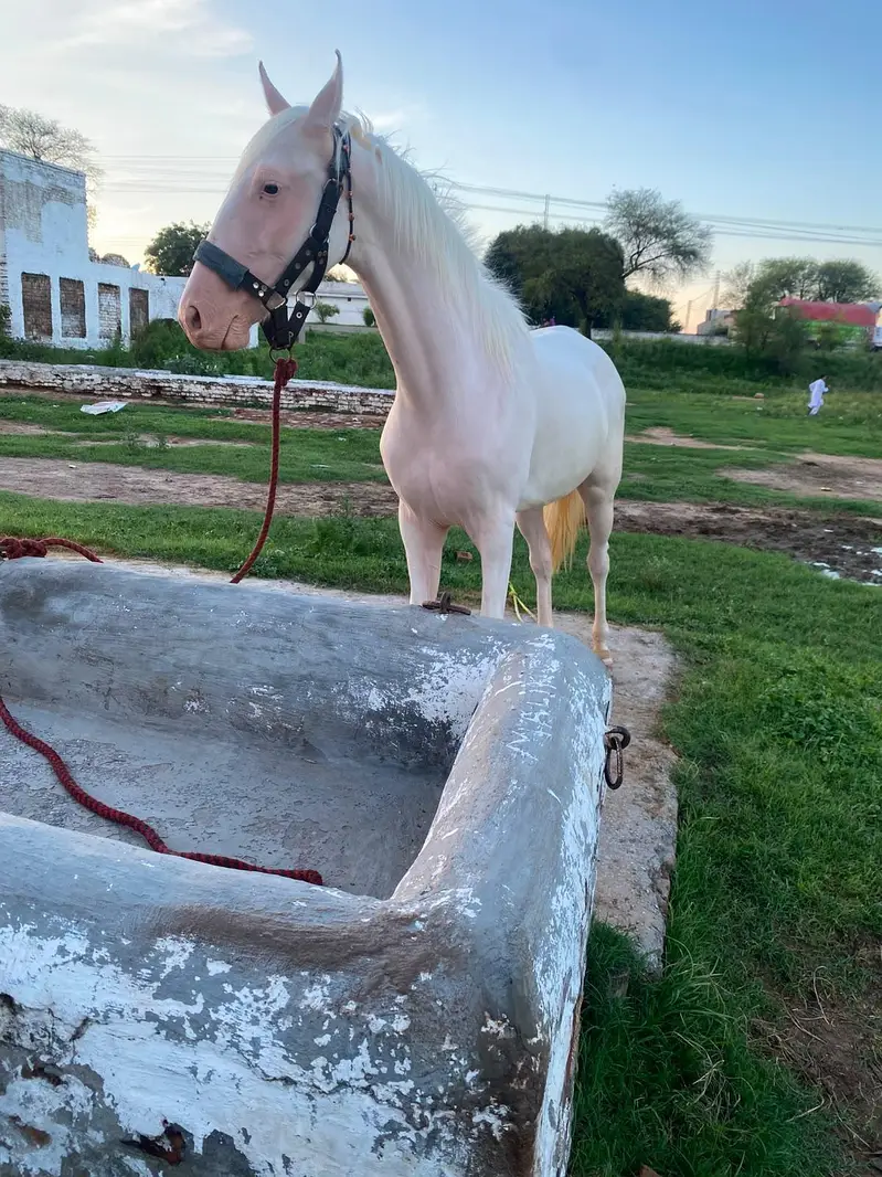 Wacheri female pregnant / horse / gban ghori / nukri ghori — photo 2