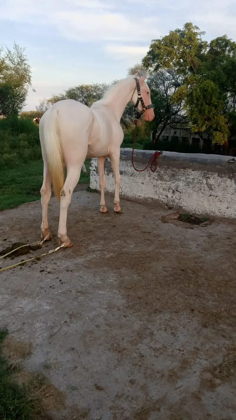 Wacheri female pregnant / horse / gban ghori / nukri ghori — photo 3