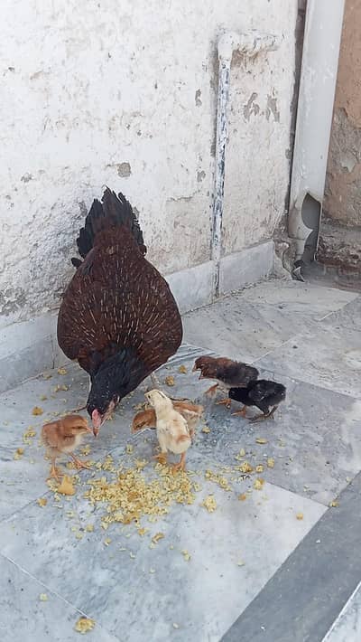 aseel/chicks aseel/hen aseel/murgi aseel/choza desi/hen aseel/murga