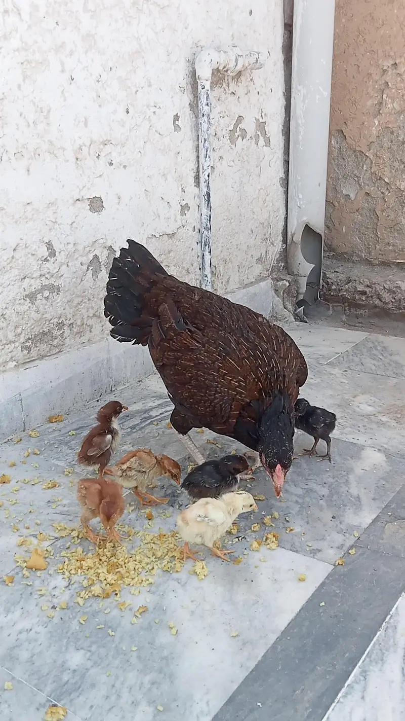 aseel/chicks aseel/hen aseel/murgi aseel/choza desi/hen aseel/murga — photo 2