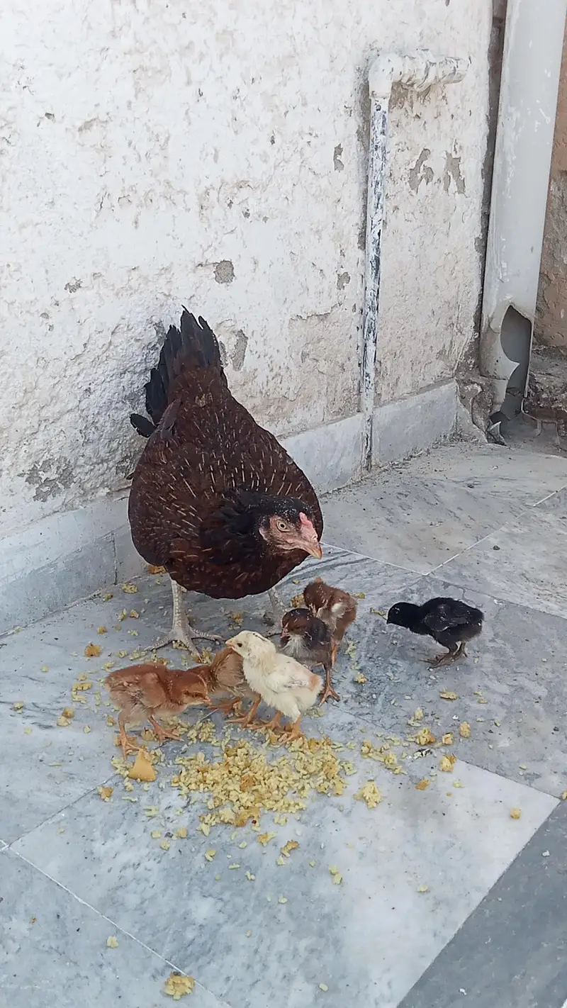 aseel/chicks aseel/hen aseel/murgi aseel/choza desi/hen aseel/murga — photo 3
