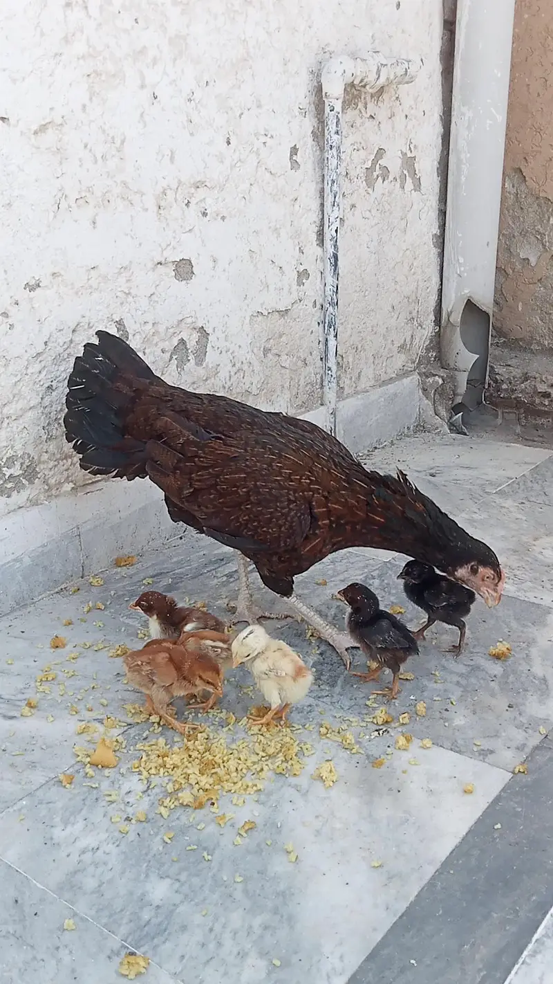 aseel/chicks aseel/hen aseel/murgi aseel/choza desi/hen aseel/murga — photo 4