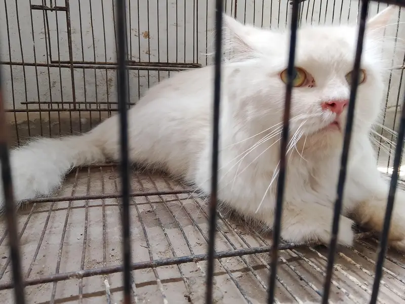 breeder Persian cats pair for sale
