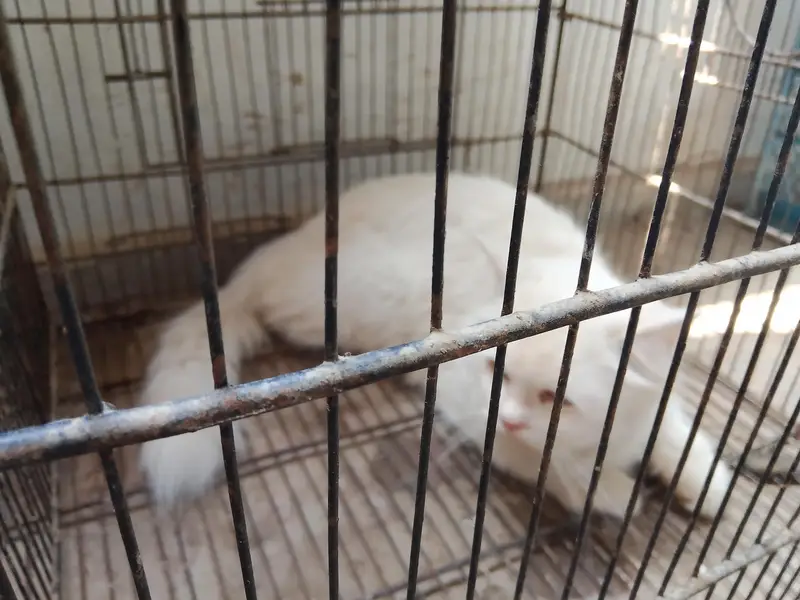 breeder Persian cats pair for sale — photo 2