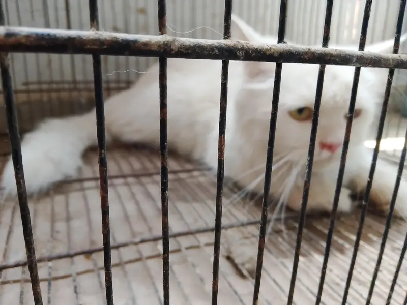 breeder Persian cats pair for sale — photo 3