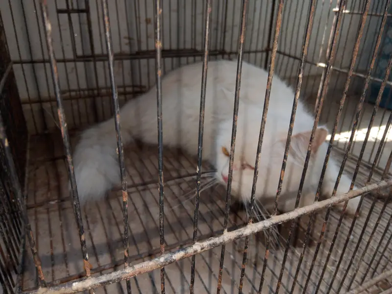 breeder Persian cats pair for sale — photo 4