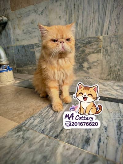 pure persian piki female