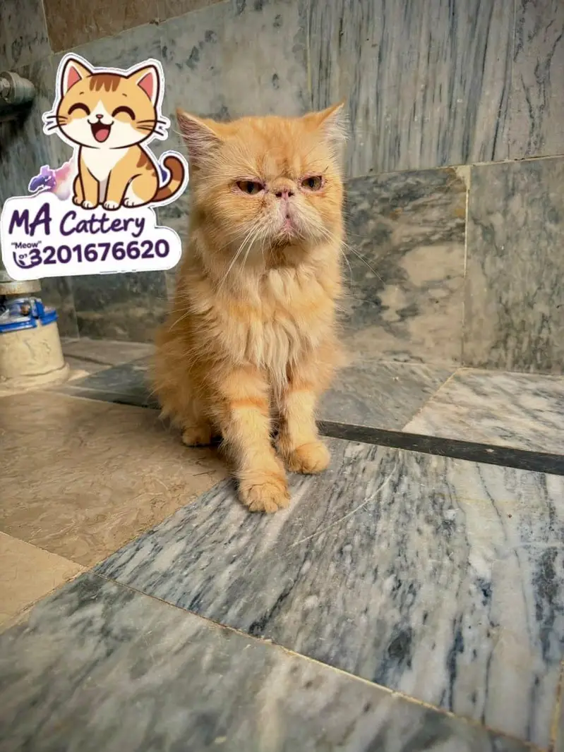 pure persian piki female — photo 2