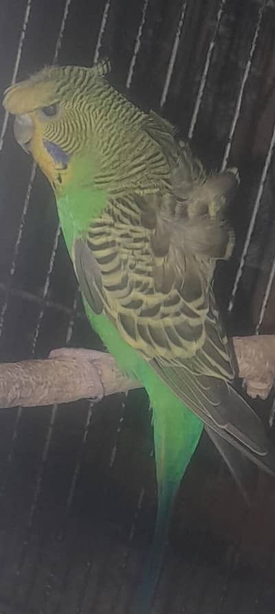 Hogoromo and Rainbow budgies