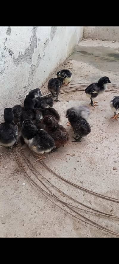 Thai dragon aseel chicks 03014237451 call me