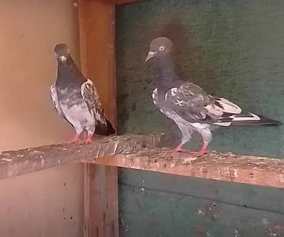 Mahero Wala Teddy Pair