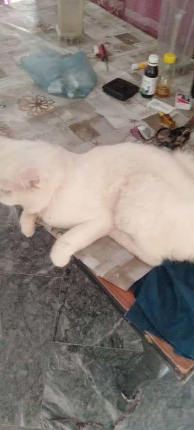 white Russian cat male 03081503250