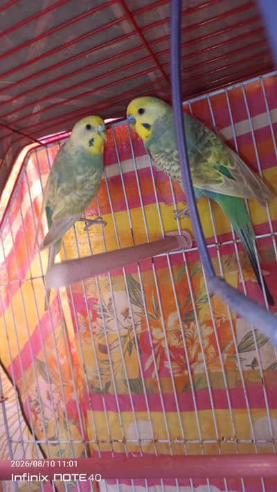 Rainbow Budgies Pair for Sale | Healthy & Beautiful
