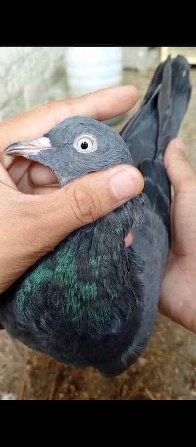 black kala teddy nar for sale