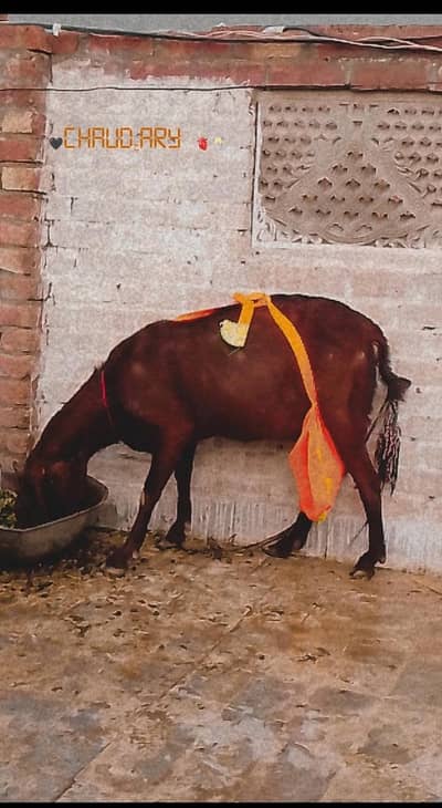 beetal bakri for sale 1 mAh 10 din ki ghaban