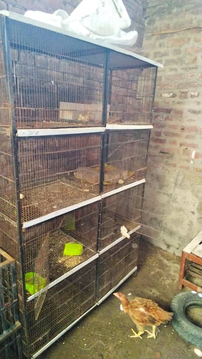 birds cage