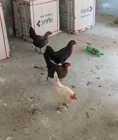 Golden Misri | Hens | Pakistan Aseel | Mianwali Aseel For Sale
