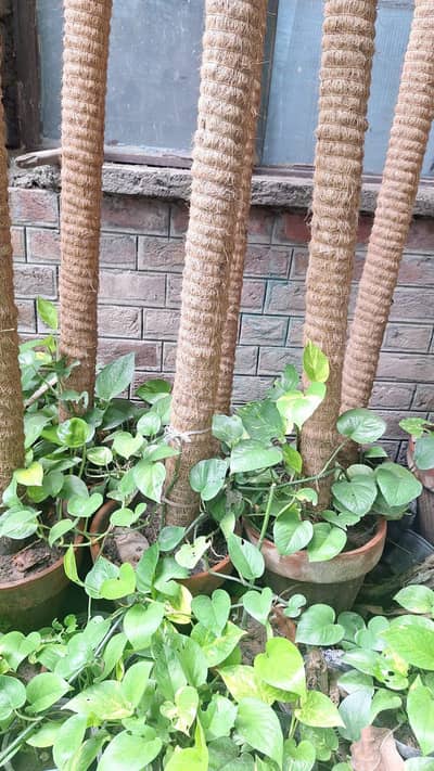 Beautiful Affordable Plants under 499