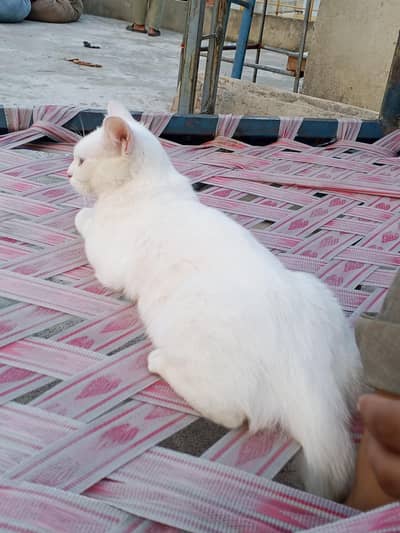 person one coted cats it's a big cats
