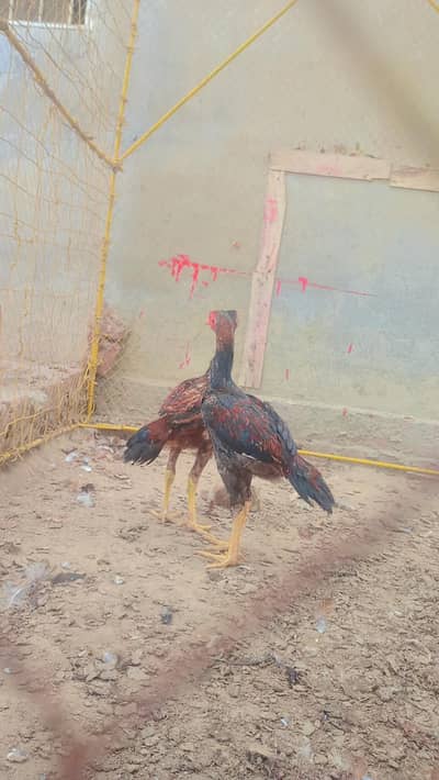 mainwali begum  breed