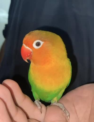 Cute Lovebird Handtame | No Bite | No Aggression