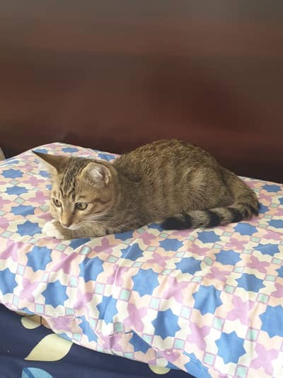 Vaccinated Male Tabby Cat available for adoption