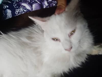 Mashallah Beautiful Persian Female cat for Sale