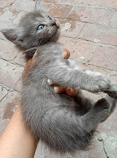 cats baby