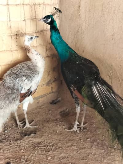 Breeding Pair of Indian Blue Peacock with Pied Peahen