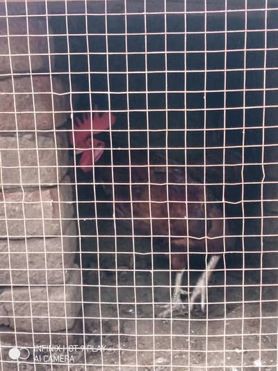 desi murgh pair for sale