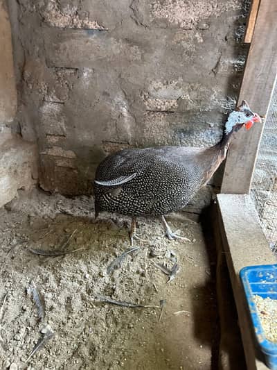 Teeteri For sale 03408589955