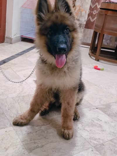 German Shepherd Long Coat Male