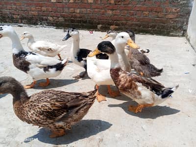 selling duck's